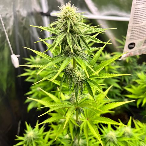 HerzOG growlog timeline photo