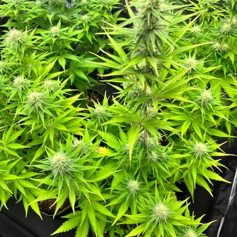 HerzOG growlog timeline photo