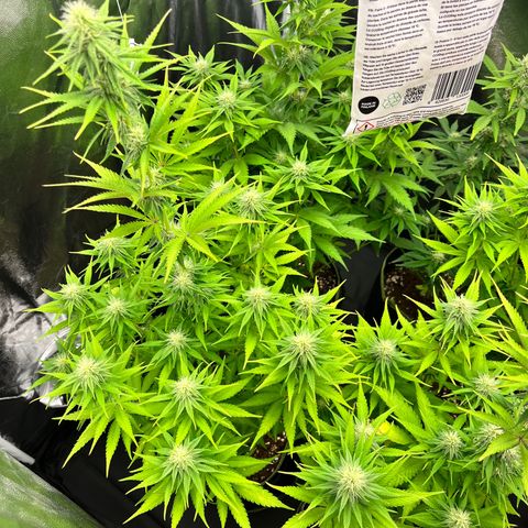HerzOG growlog timeline photo