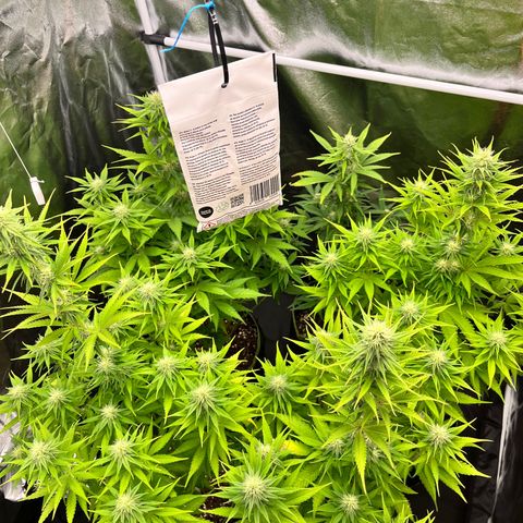 HerzOG growlog timeline photo