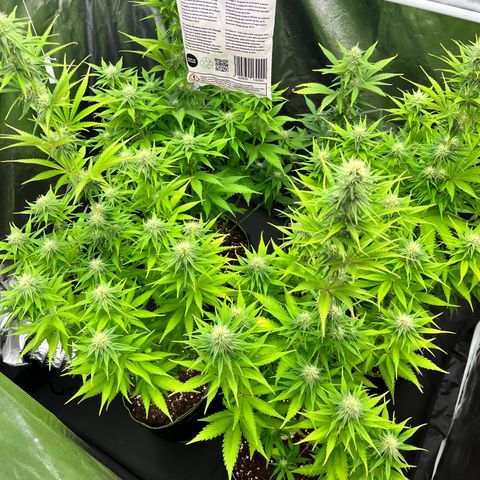 HerzOG growlog timeline photo