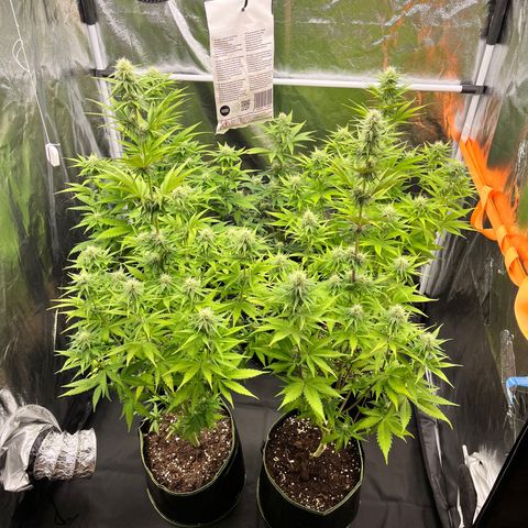 HerzOG growlog timeline photo