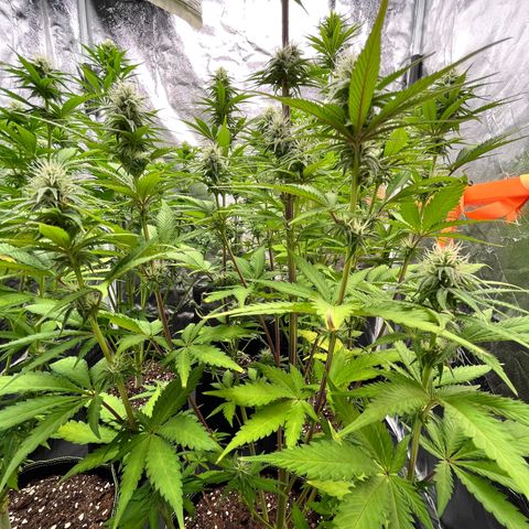 HerzOG growlog timeline photo