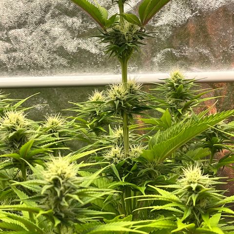 HerzOG growlog timeline photo