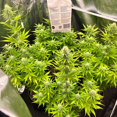 HerzOG growlog timeline photo