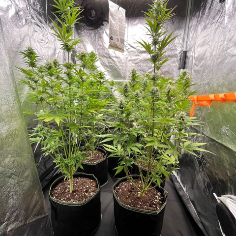 HerzOG growlog timeline photo