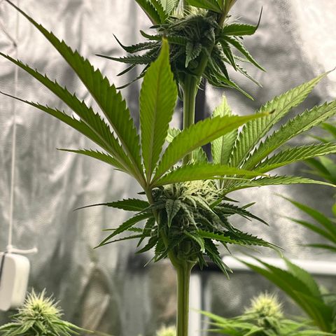 HerzOG growlog timeline photo