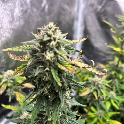 Monster Mash growlog timeline photo