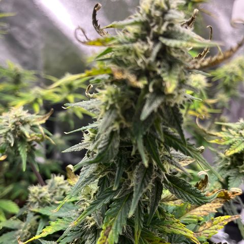 Monster Mash growlog timeline photo