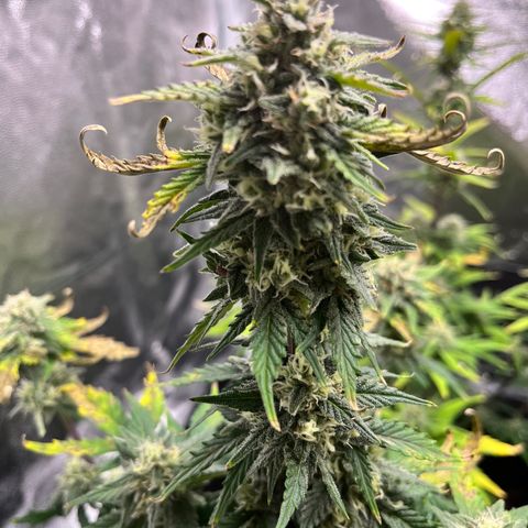 Monster Mash growlog timeline photo