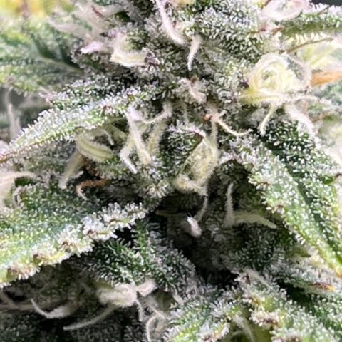 Monster Mash growlog timeline photo
