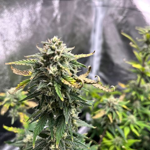 Monster Mash growlog timeline photo