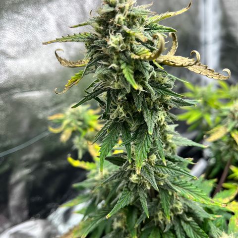Monster Mash growlog timeline photo