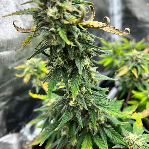 Monster Mash growlog timeline photo
