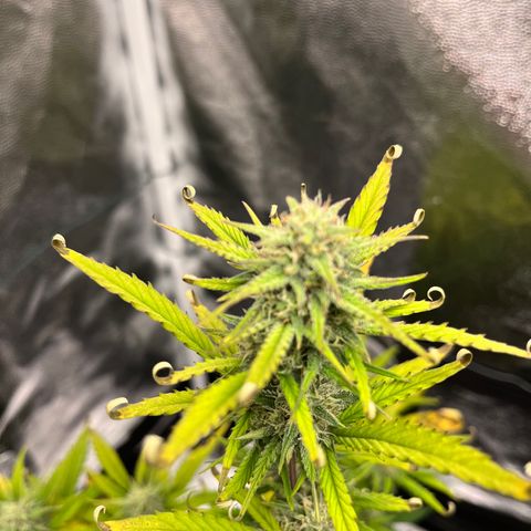 Monster Mash growlog timeline photo