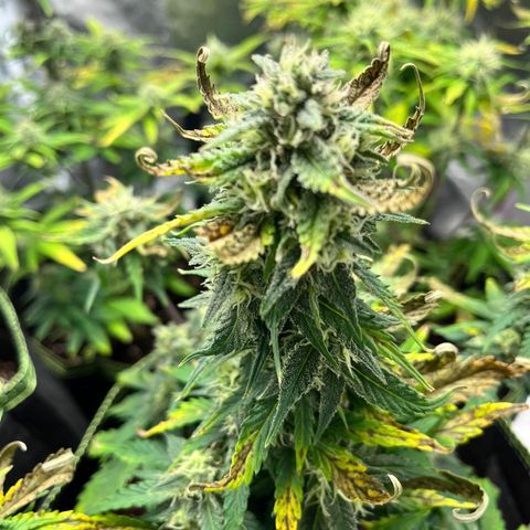 Monster Mash growlog timeline photo