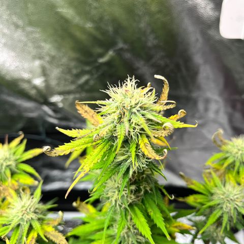 Monster Mash growlog timeline photo