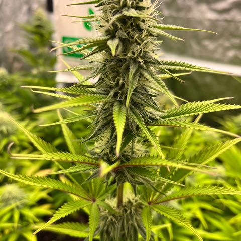 HerzOG growlog timeline photo