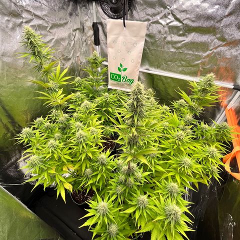 HerzOG growlog timeline photo