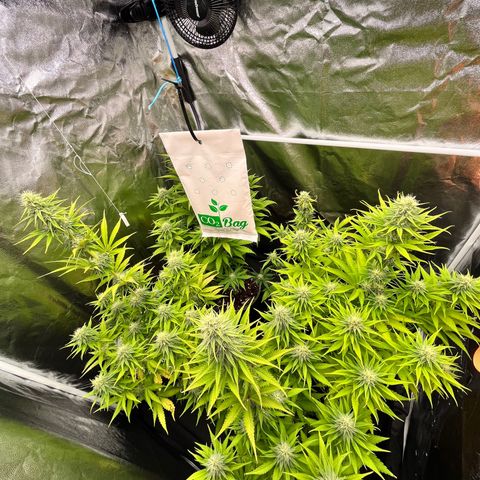 HerzOG growlog timeline photo