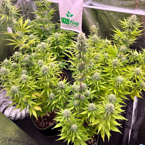 HerzOG growlog timeline photo