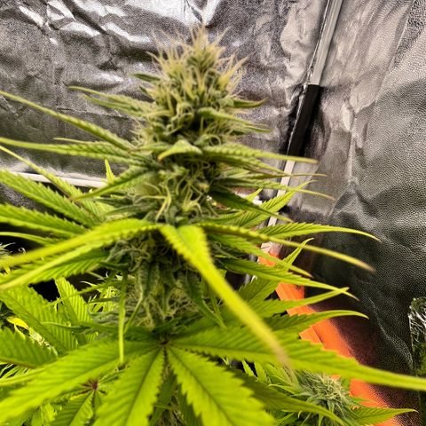 HerzOG growlog timeline photo