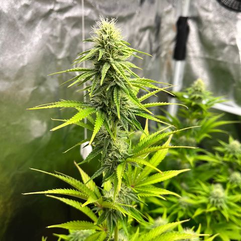 HerzOG growlog timeline photo