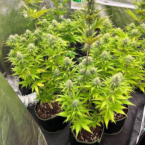 HerzOG growlog timeline photo