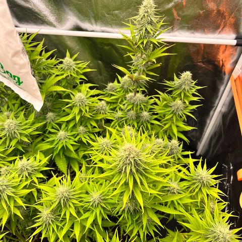 HerzOG growlog timeline photo