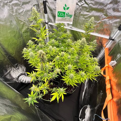HerzOG growlog timeline photo