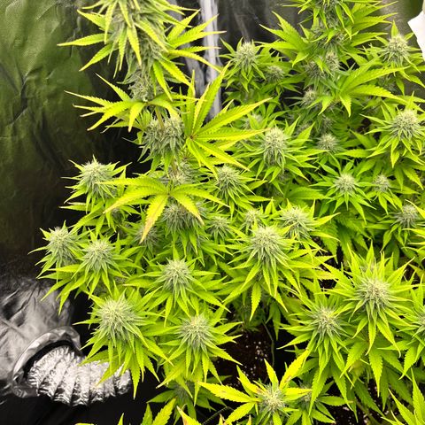 HerzOG growlog timeline photo