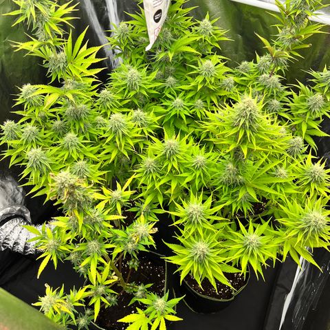 HerzOG growlog timeline photo