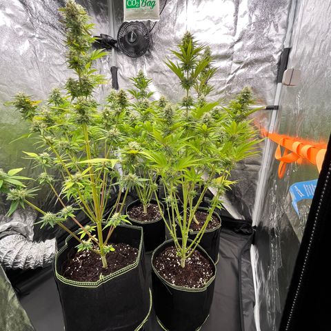 HerzOG growlog timeline photo
