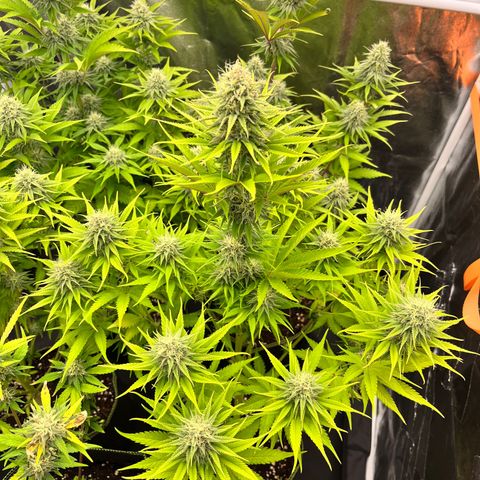 HerzOG growlog timeline photo