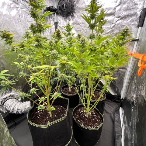 HerzOG growlog timeline photo