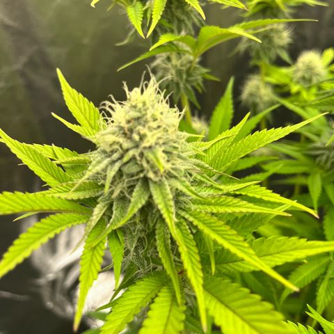 HerzOG growlog timeline photo