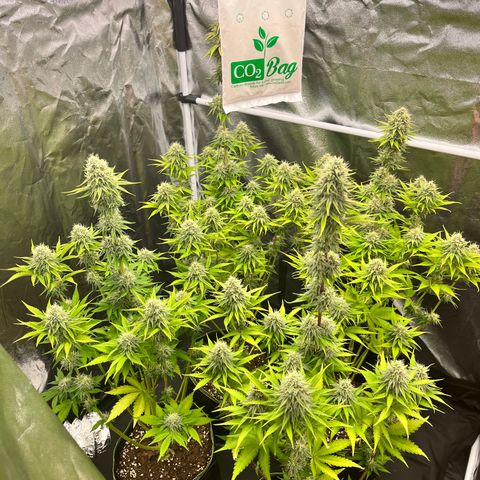 HerzOG growlog timeline photo
