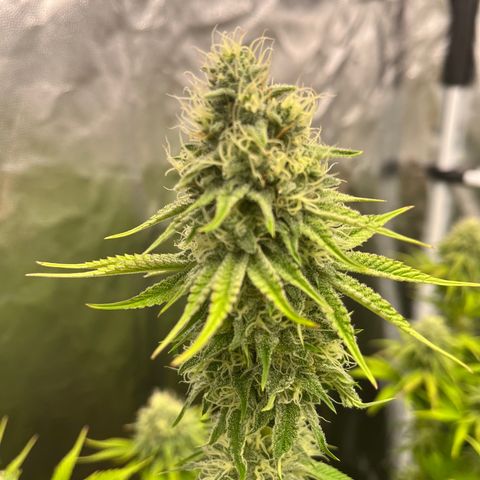 HerzOG growlog timeline photo