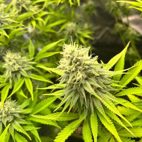 HerzOG growlog timeline photo