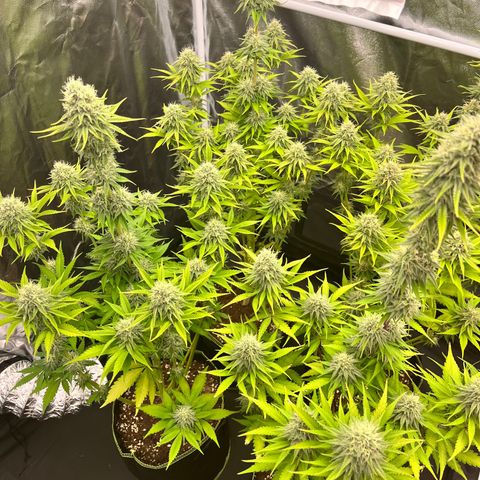 HerzOG growlog timeline photo