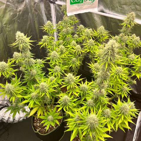 HerzOG growlog timeline photo