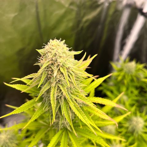 HerzOG growlog timeline photo