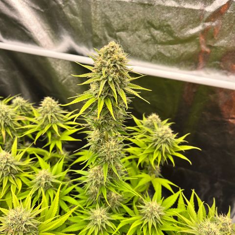 HerzOG growlog timeline photo