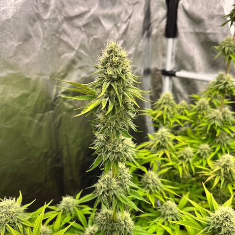 HerzOG growlog timeline photo