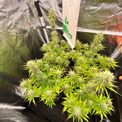 HerzOG growlog timeline photo