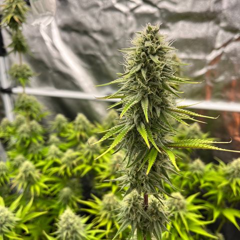 HerzOG growlog timeline photo