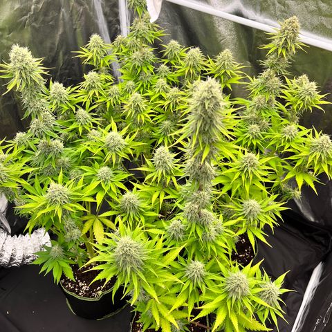 HerzOG growlog timeline photo