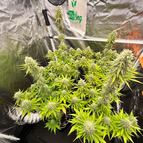HerzOG growlog timeline photo