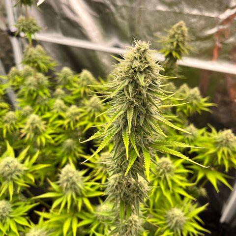 HerzOG growlog timeline photo