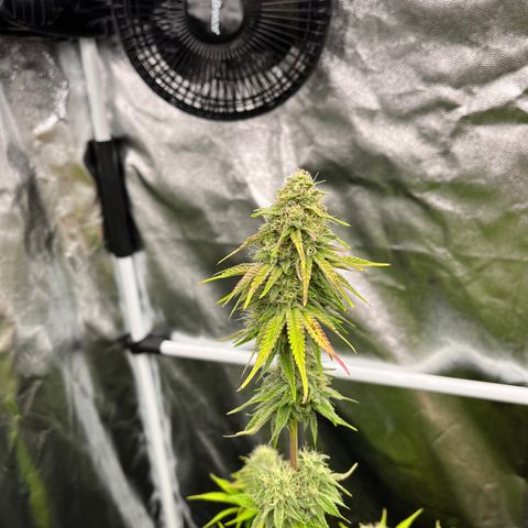 HerzOG growlog timeline photo